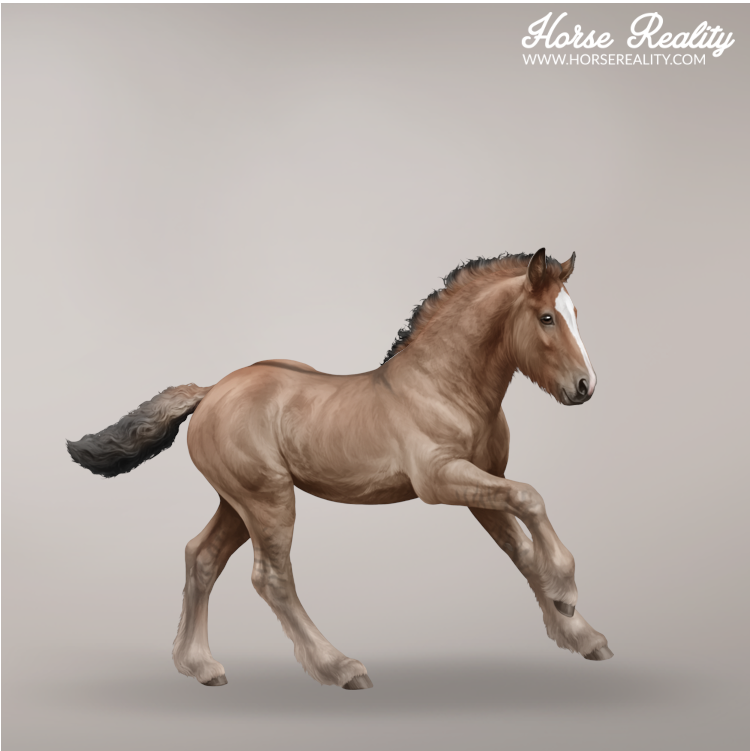 Bay dun foal