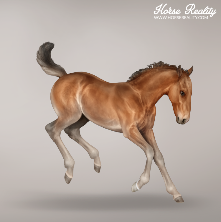 Bay foal