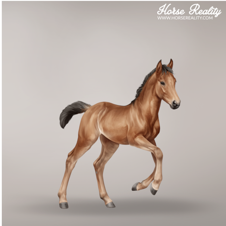 Bay non-dun1 foal