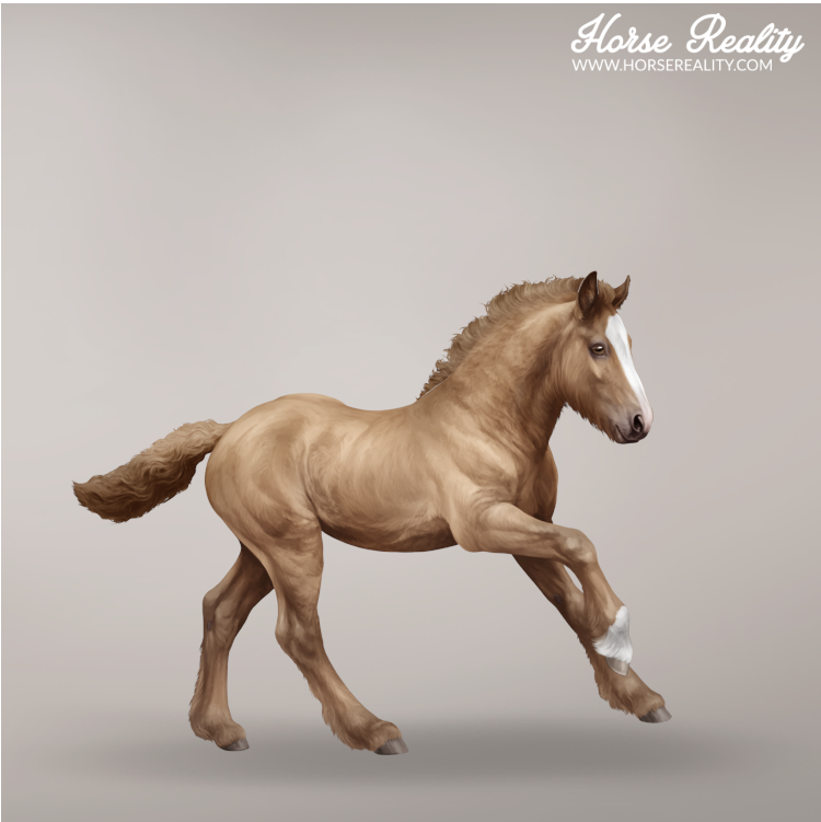 Bay pearl foal
