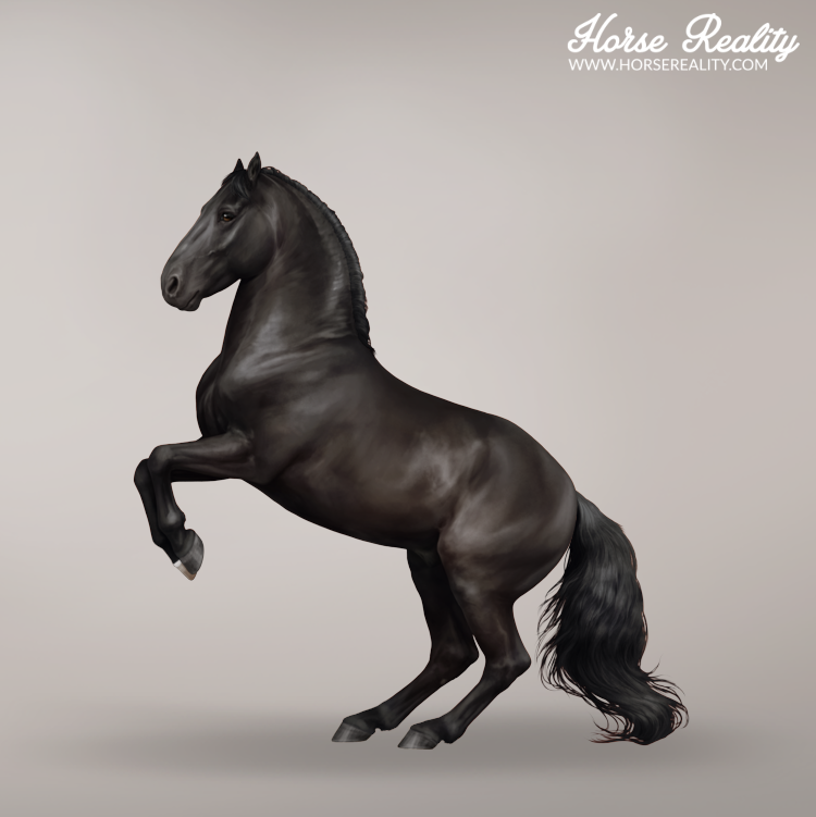black horse