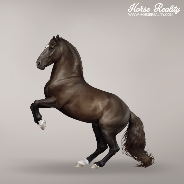 sun-faded black horse