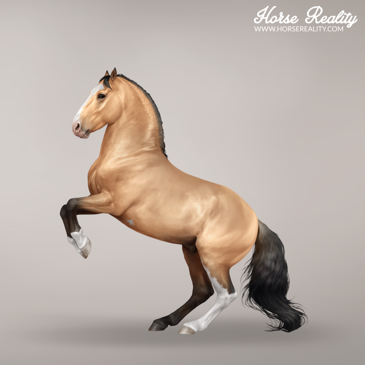 Buckskin horse