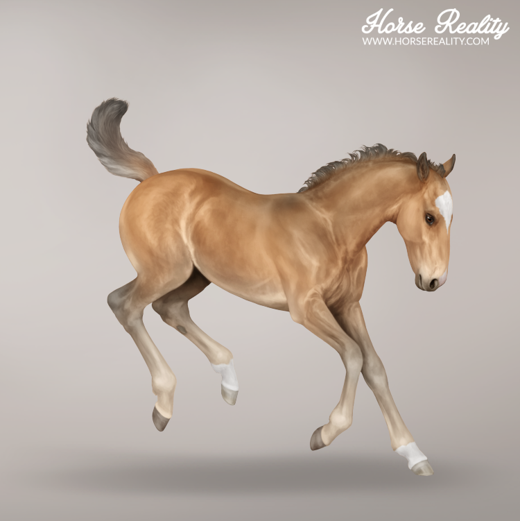 Buckskin foal
