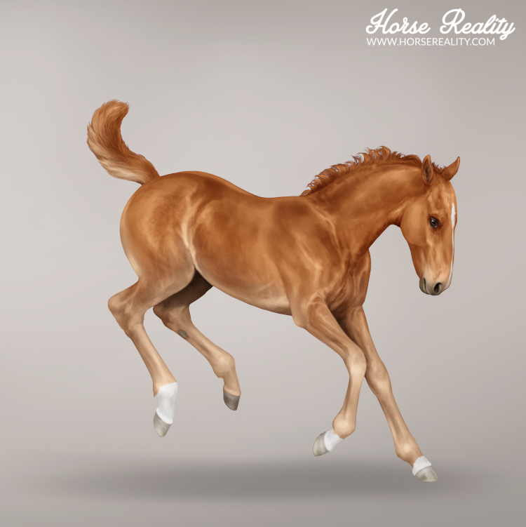 Chestnut foal