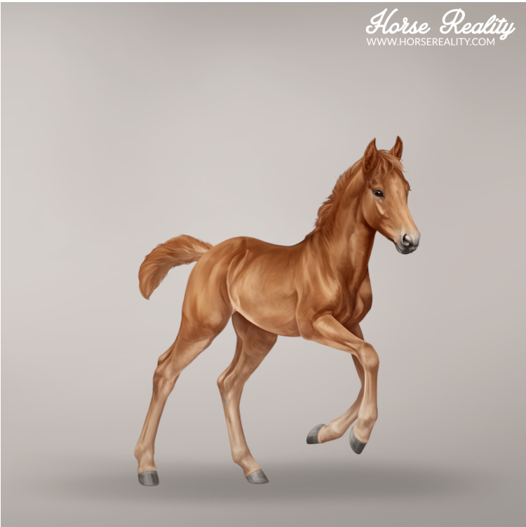 Chestnut non-dun1 foal