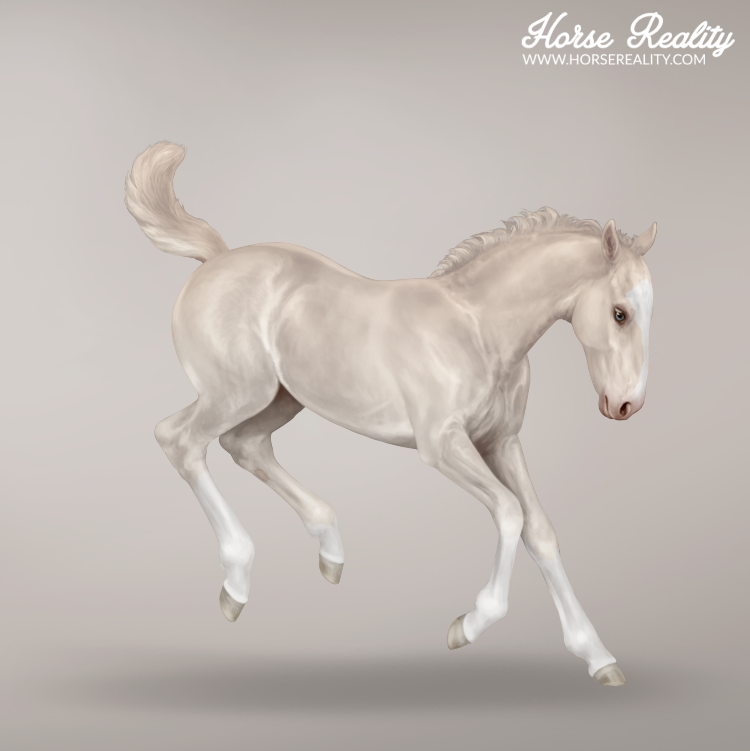 Cremello foal