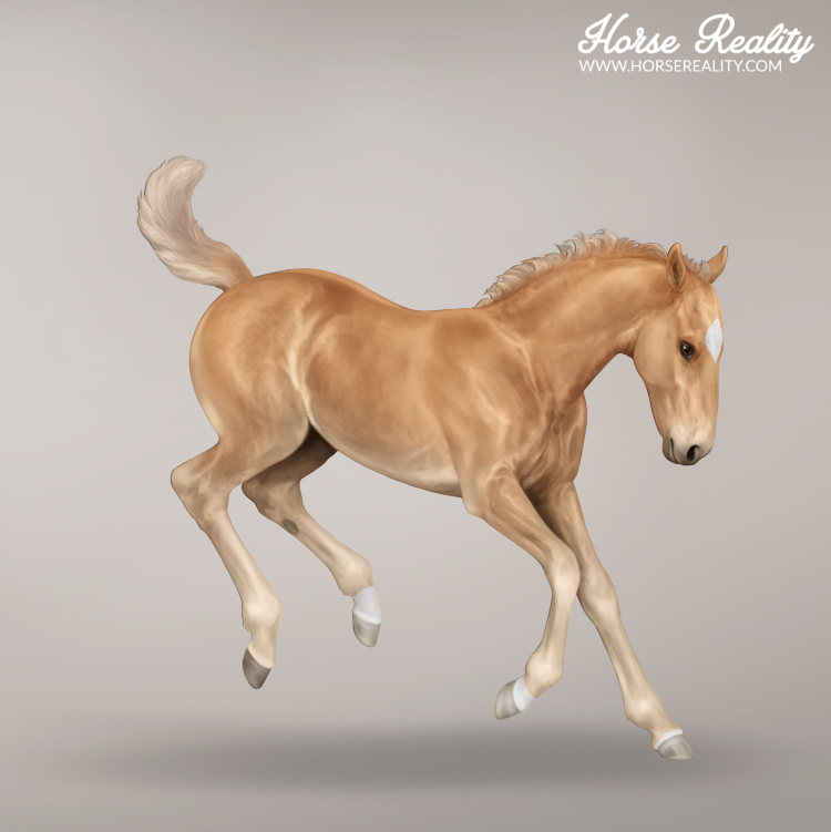 Palomino foal