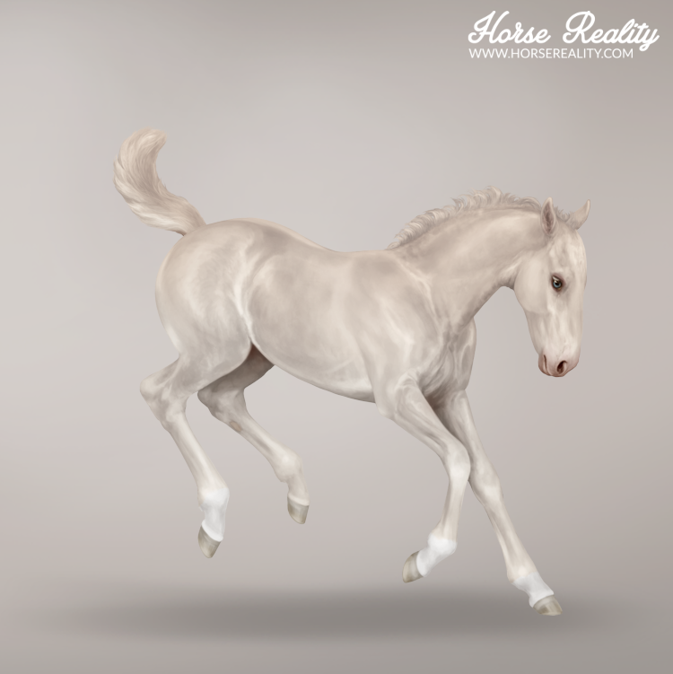 Smoky cream foal