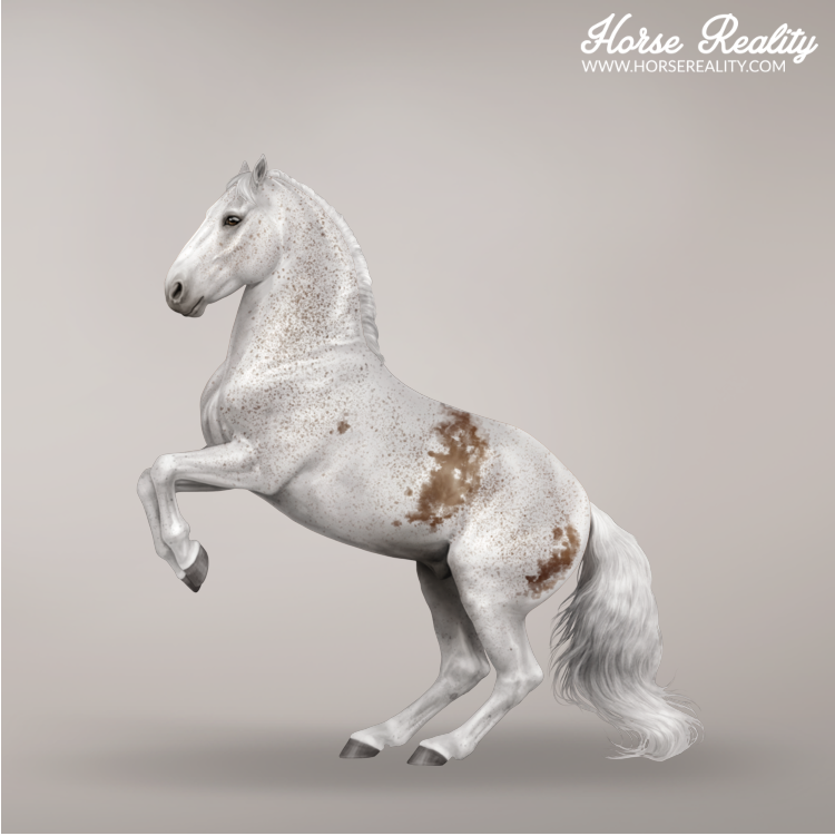 Bloody shoulder grey horse
