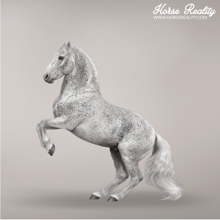 Fleabitten grey horse