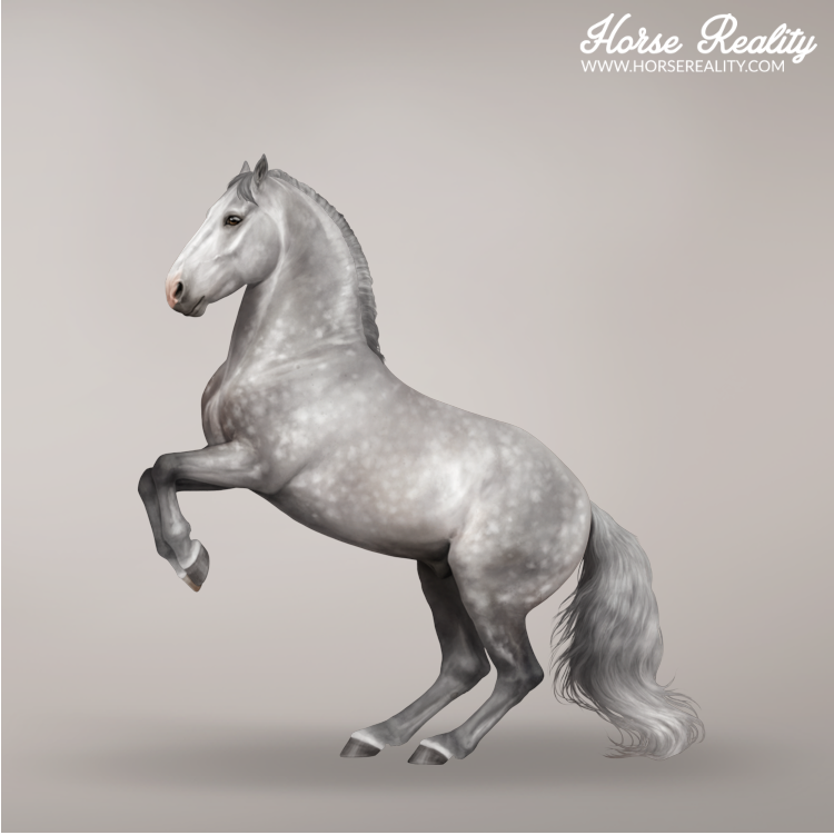 Ligth dapple grey horse