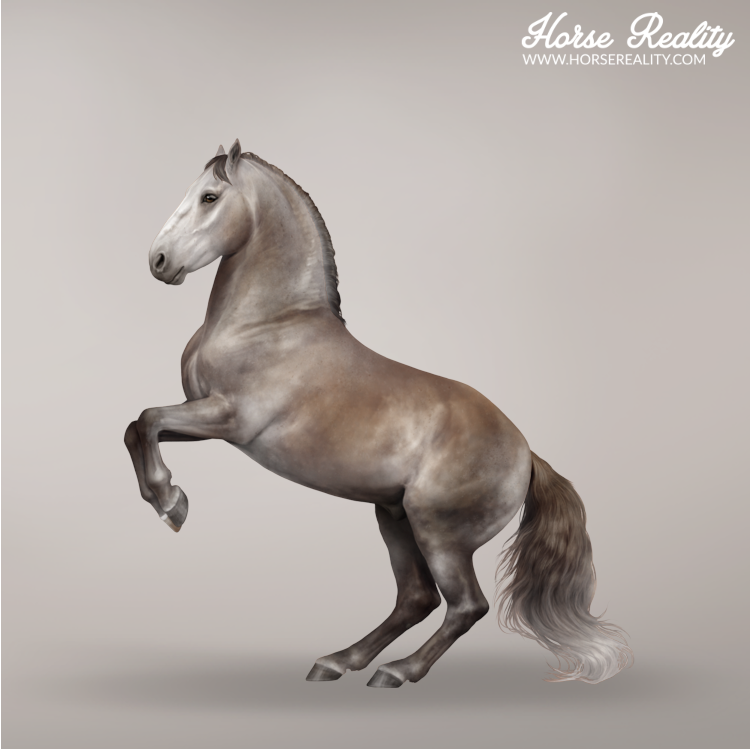 Rose grey horse