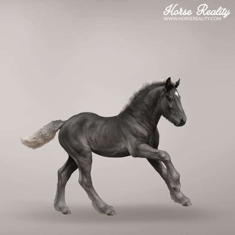 Silverg black foal