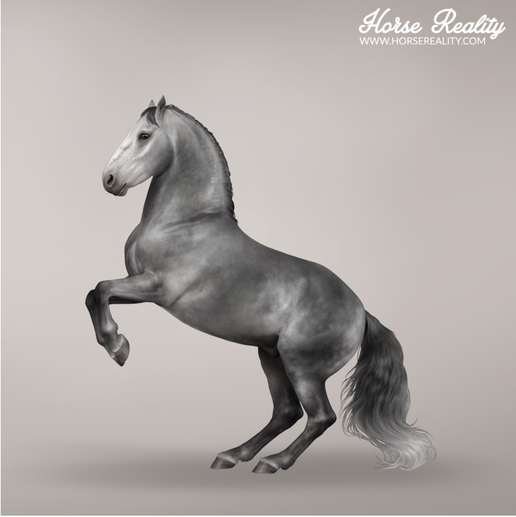 Steel grey horse