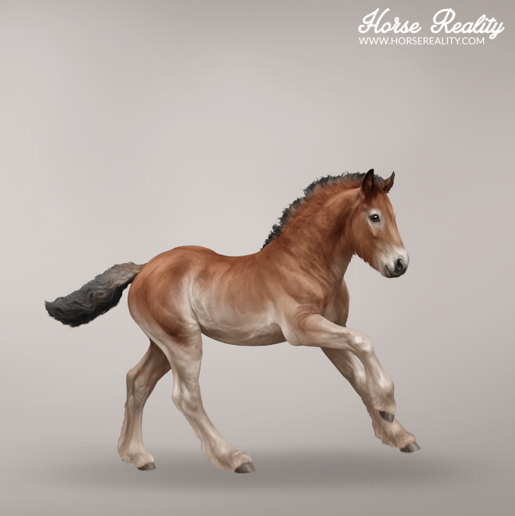 Bay pangaré foal