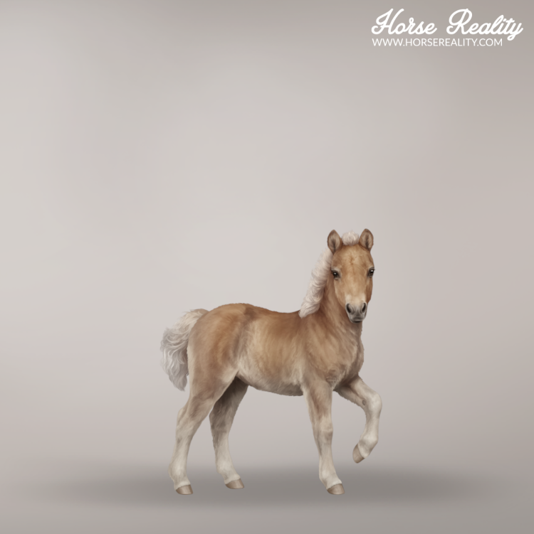 Chestnut mushroom foal