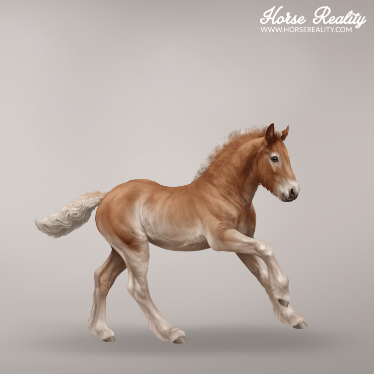 Chestnut pangaré foal