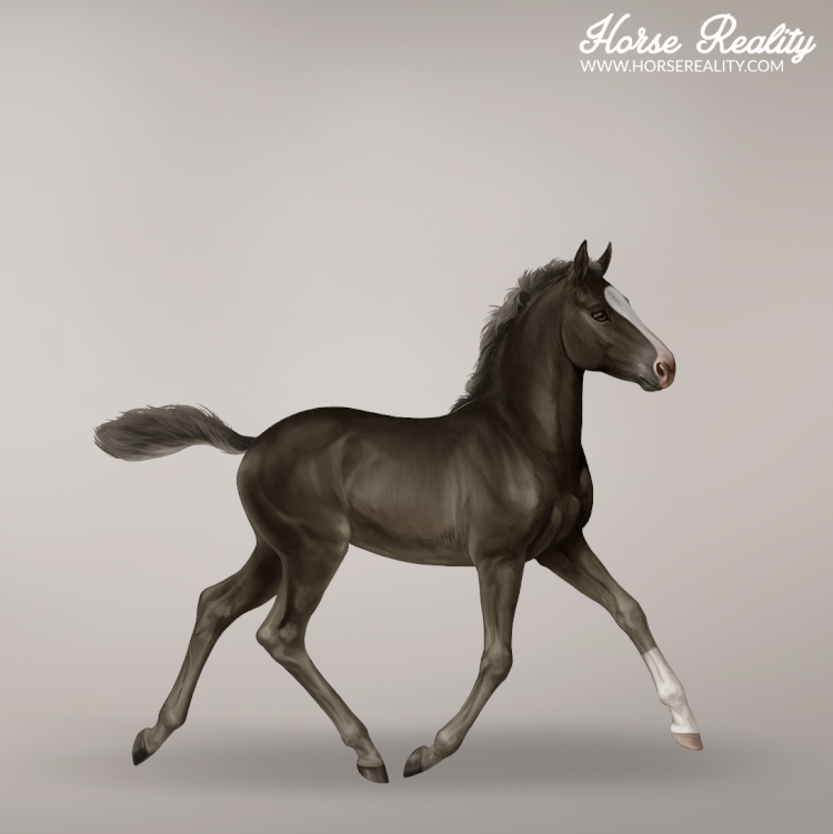 Silver smoky black foal