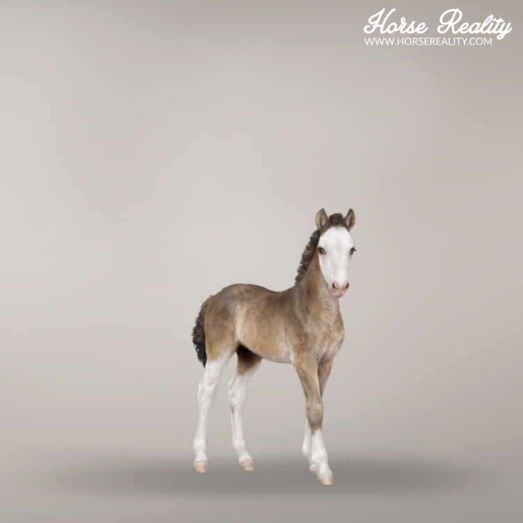 Grey foal