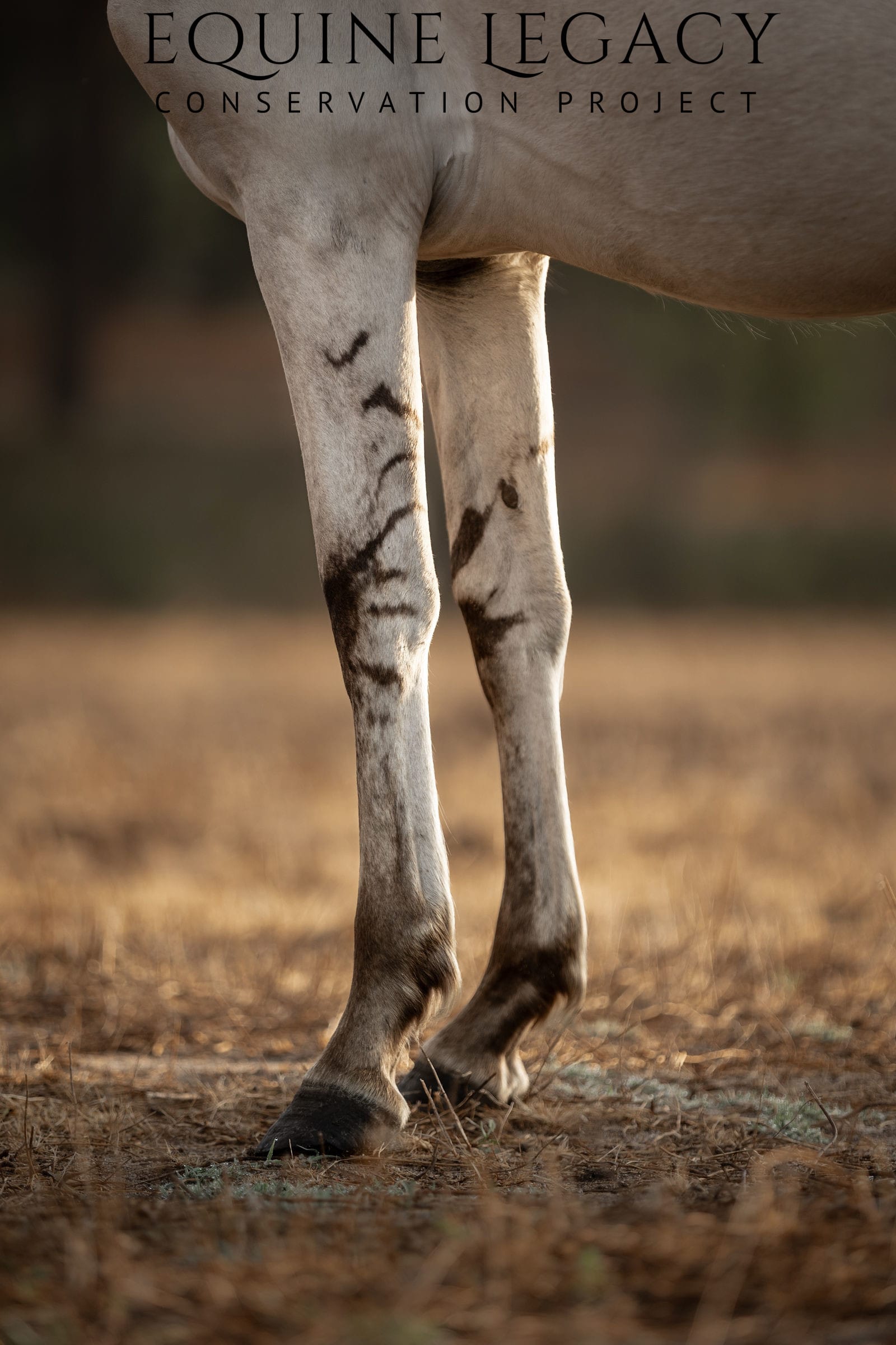 Primitive leg markings