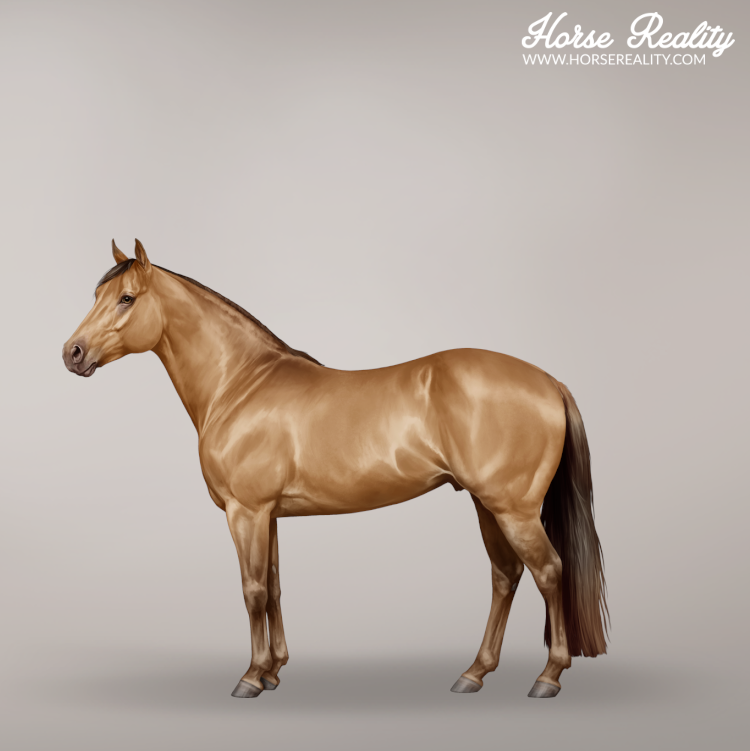 Amber champagne horse