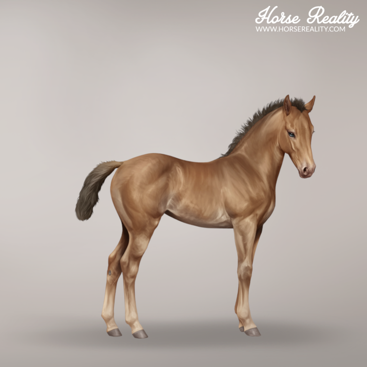 Amber champagne foal