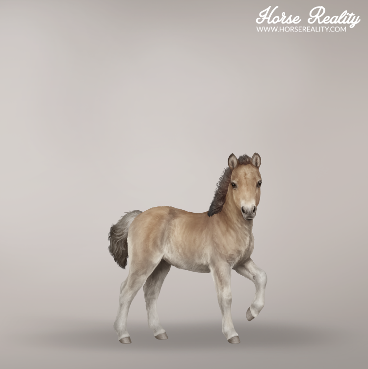 Buckskin mushroom foal