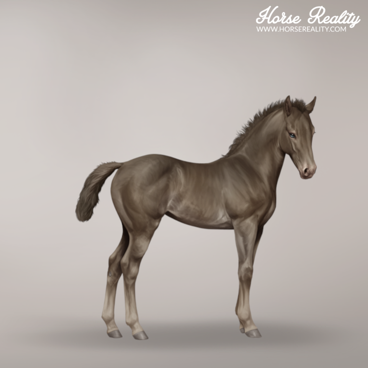 Classic champagne foal