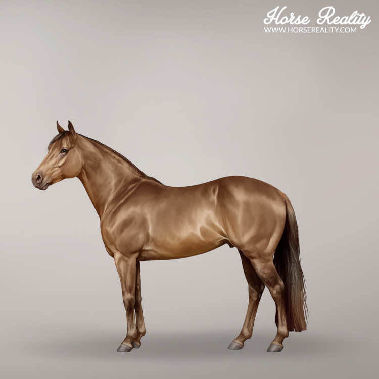 Sable champagne horse