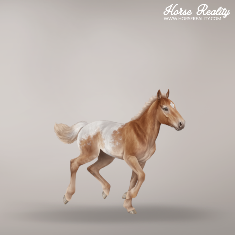 Snowcap foal