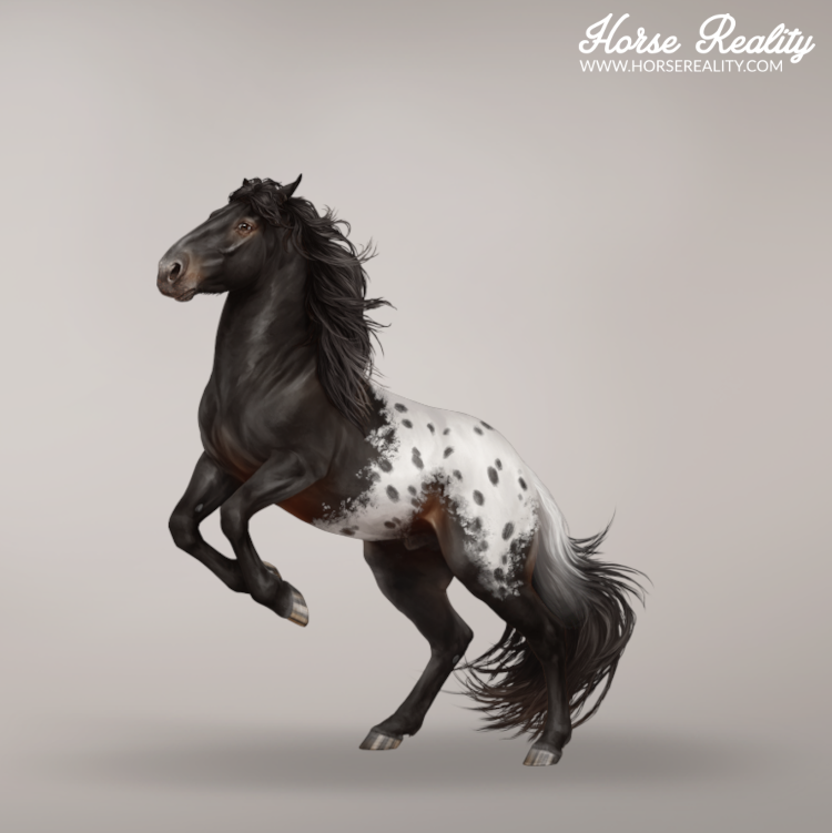 Spotted blanket horse