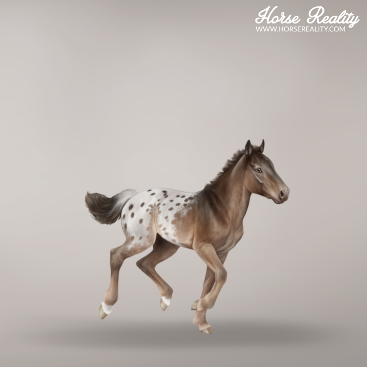 Spotted blanket foal