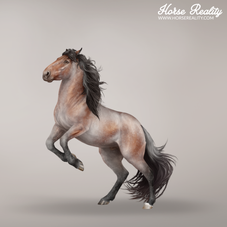 Varnish roan horse