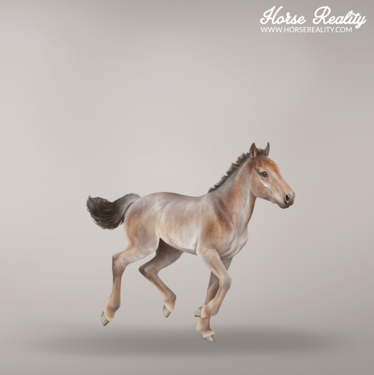 Varnish foal